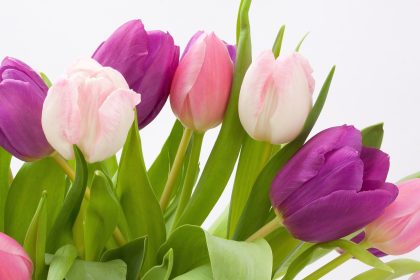 Odżywka do kwiatów ciętych - klucz do zachowania ich świeżości i piękna